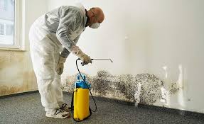 Best Basement Mold Removal  in Johnsonburg, PA