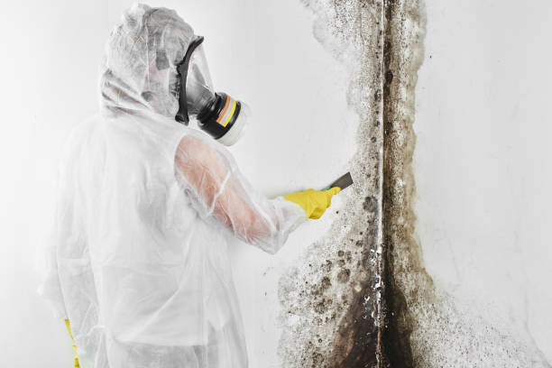 Biohazard Mold Removal in Johnsonburg, PA