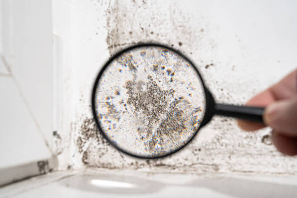  Johnsonburg, PA Mold Prevention & Removal Pros